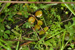 Epilobium nummulariifolium