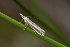 Orocrambus apicellus