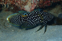 Calloplesiops altivelis