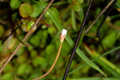 Epilobium nummulariifolium