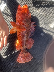 Scorpaena jacksoniensis