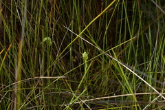 Pterostylis micromega