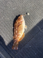 Notolabrus gymnogenis