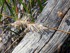 Rytidosperma caespitosum