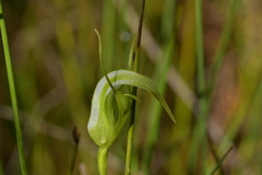 Pterostylis micromega
