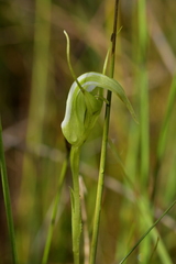 Pterostylis micromega