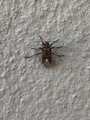 Spilostethus pandurus elegans