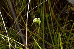 Pterostylis micromega