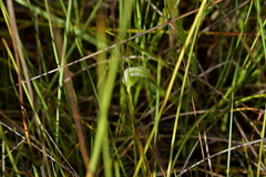 Pterostylis micromega