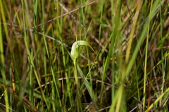 Pterostylis micromega