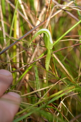 Pterostylis micromega