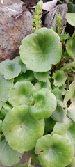 Umbilicus rupestris