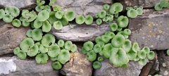 Umbilicus rupestris