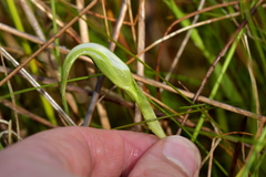 Pterostylis micromega