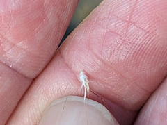 Rytidosperma caespitosum