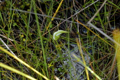Pterostylis micromega