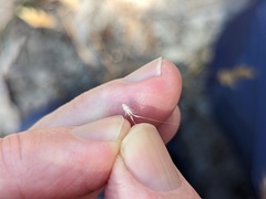 Rytidosperma caespitosum