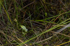 Pterostylis micromega