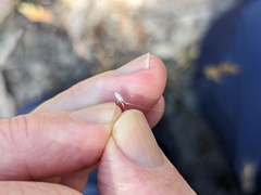 Rytidosperma caespitosum