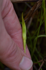 Pterostylis micromega