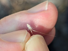 Rytidosperma caespitosum