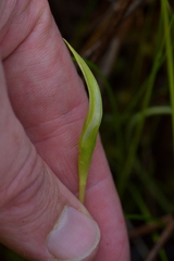 Pterostylis micromega