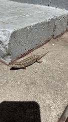 Trachylepis capensis