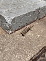 Trachylepis capensis