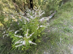 Veronica derwentiana