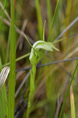 Pterostylis micromega