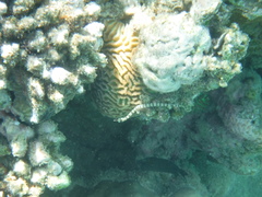 Corythoichthys flavofasciatus