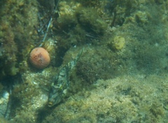 Scobinichthys granulatus
