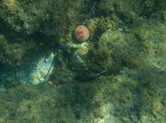 Scobinichthys granulatus