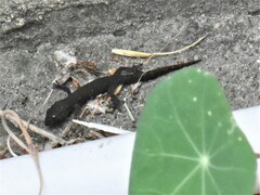 Afrogecko porphyreus