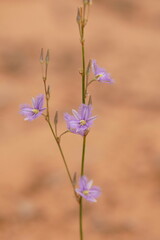Thysanotus baueri