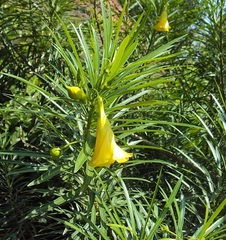Cascabela thevetia