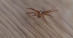 Philodromus