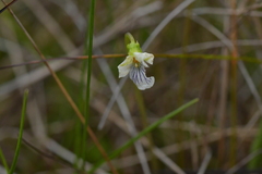Viola cunninghamii