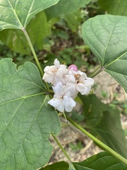 Clerodendrum chinense