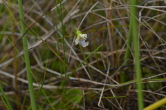 Viola cunninghamii