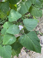 Clerodendrum chinense