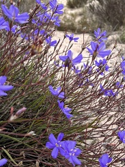 Aristea dichotoma