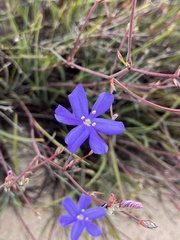 Aristea dichotoma