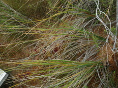 Sphagnum perichaetiale