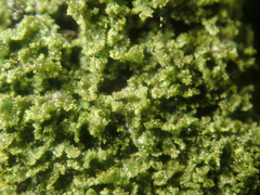 Phaeophyscia nigricans
