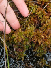 Sphagnum perichaetiale