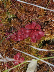 Drosera slackii