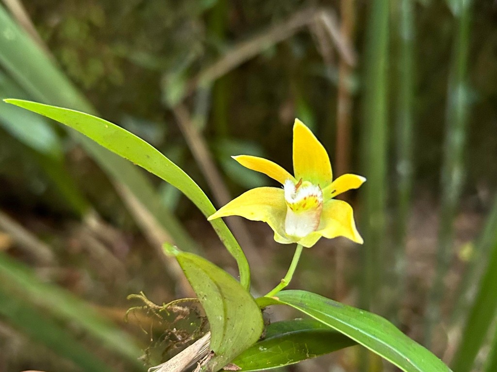 Dendrobium fleckeri Rupp & C.T.White 2