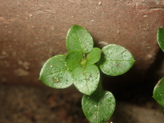 Stellaria media