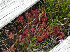 Drosera slackii